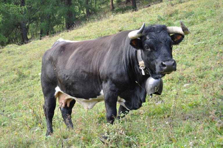 Samoëns Vache