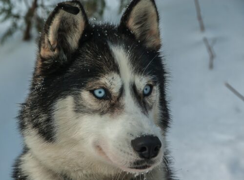 Chien de traineau Samoëns