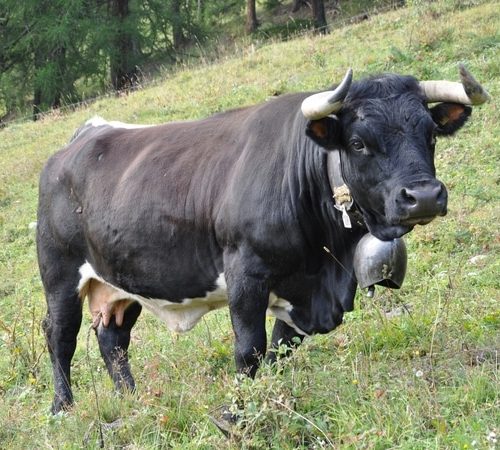 Vache d'Herens - ferme des Croc