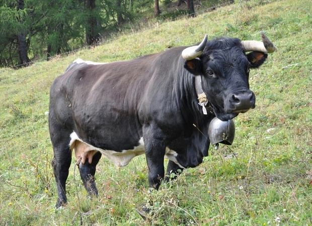 Vache d'Herens - ferme des Croc