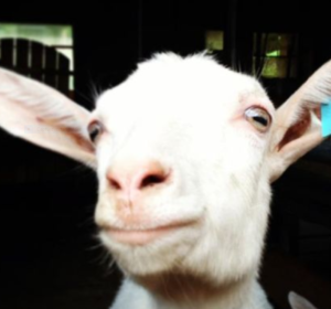 Chevre a la ferme de l'entremont