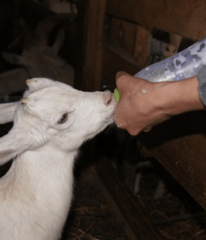 Chevreau a la ferme de l'entremont - samoens