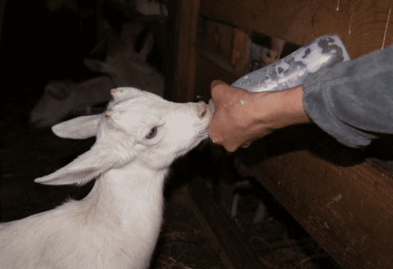 Chevreau a la ferme de l'entremont - samoens