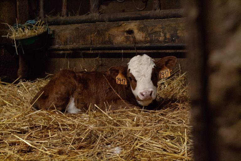 Veau à la ferme des Cimes - Samoëns