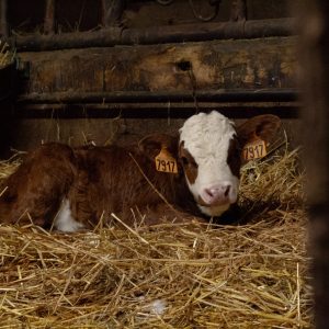 Veau à la ferme des Cimes - Samoëns