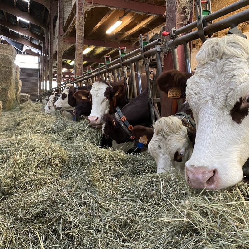 Vaches à la ferme du GAEC le Criou - Samoëns