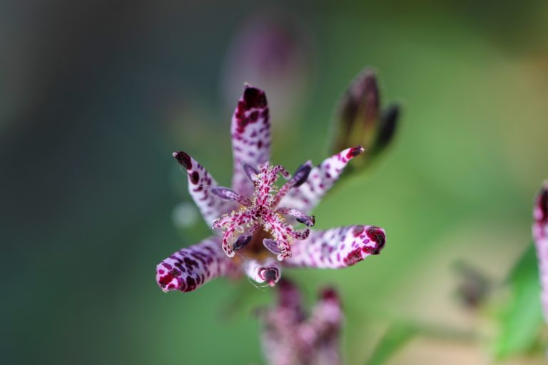 De botanische alpentuin