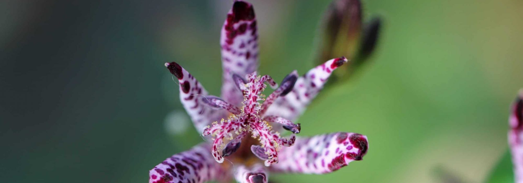 Japanese,Toad,Lily,(tricyrtis,Hirta)