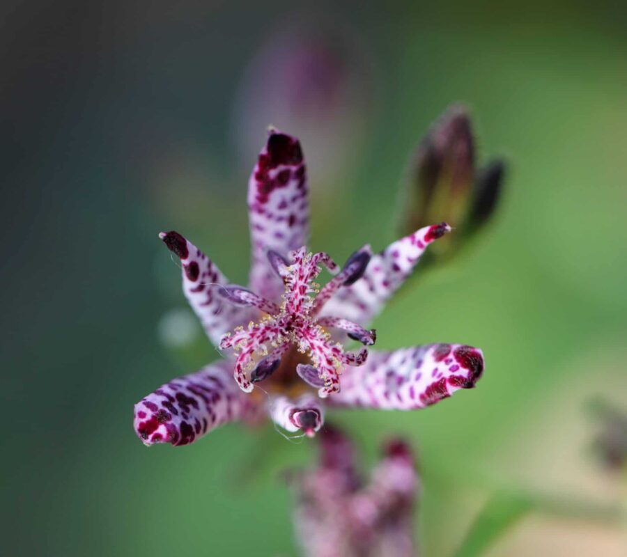 Japanese,Toad,Lily,(tricyrtis,Hirta)