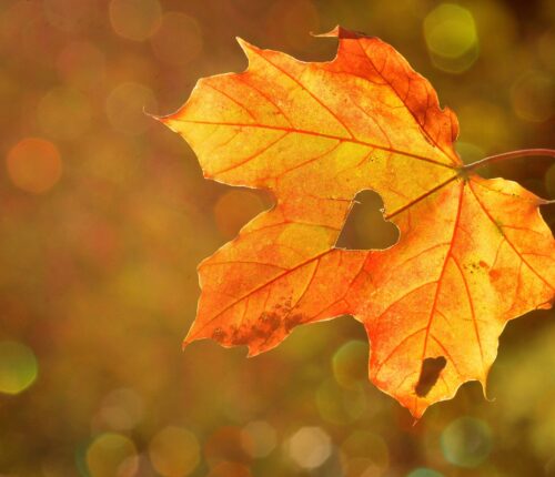 Automne - coeur
