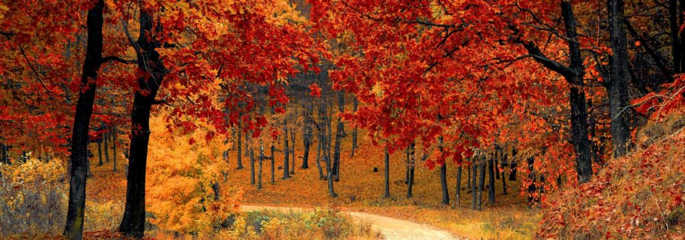 Foret automne