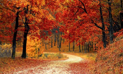 Foret automne