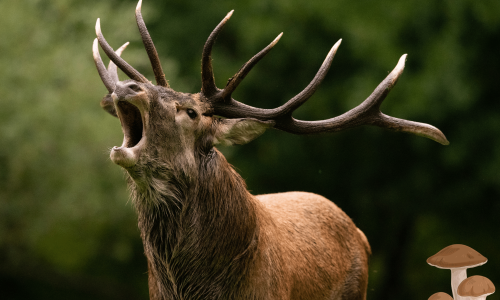 CERF