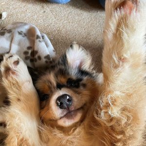Brinkley les pattes en l’air