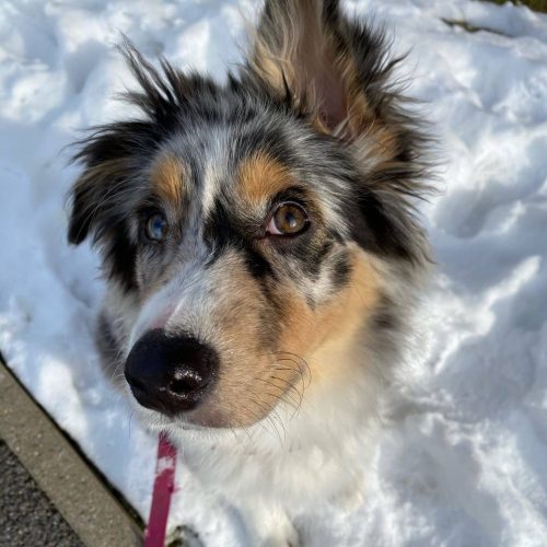 chien avec une oreille en l'air - deja utilisé par grand massif - @clemencepriez chien avec une oreille en l'air - deja utilisé par grand massif - @clemencepriez