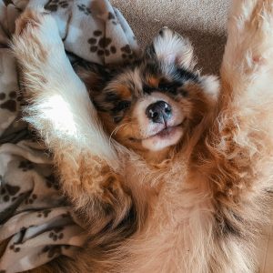 chien content format carré @clemencepriez
