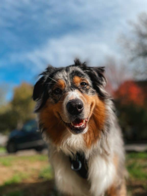 Venir avec son chien