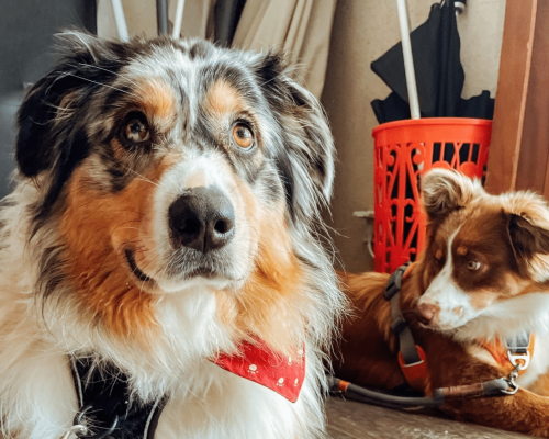 chien restos acceptes @clemencepriez chien restos acceptes @clemencepriez