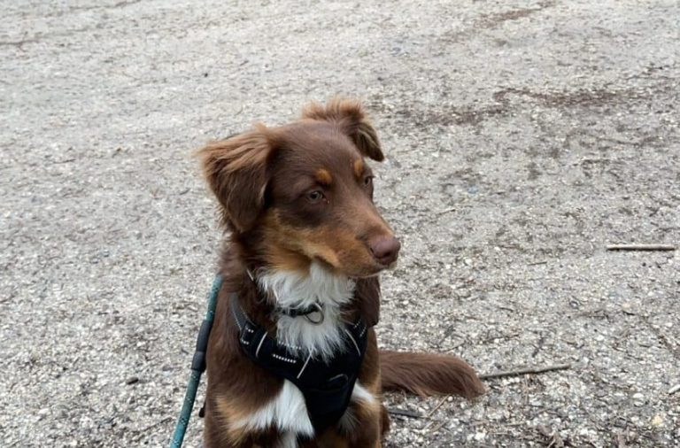 Venir avec mon chien